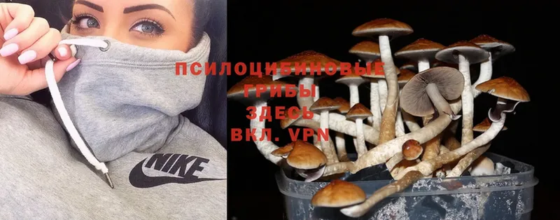 Галлюциногенные грибы Psilocybine cubensis  Покров 